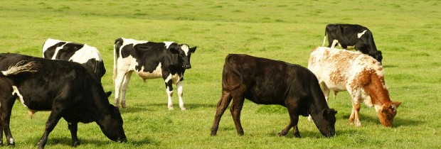 cows-in-feild-at-dairy-farm